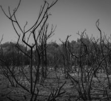 Burnt bushes and trees in Sardinia, Italy.